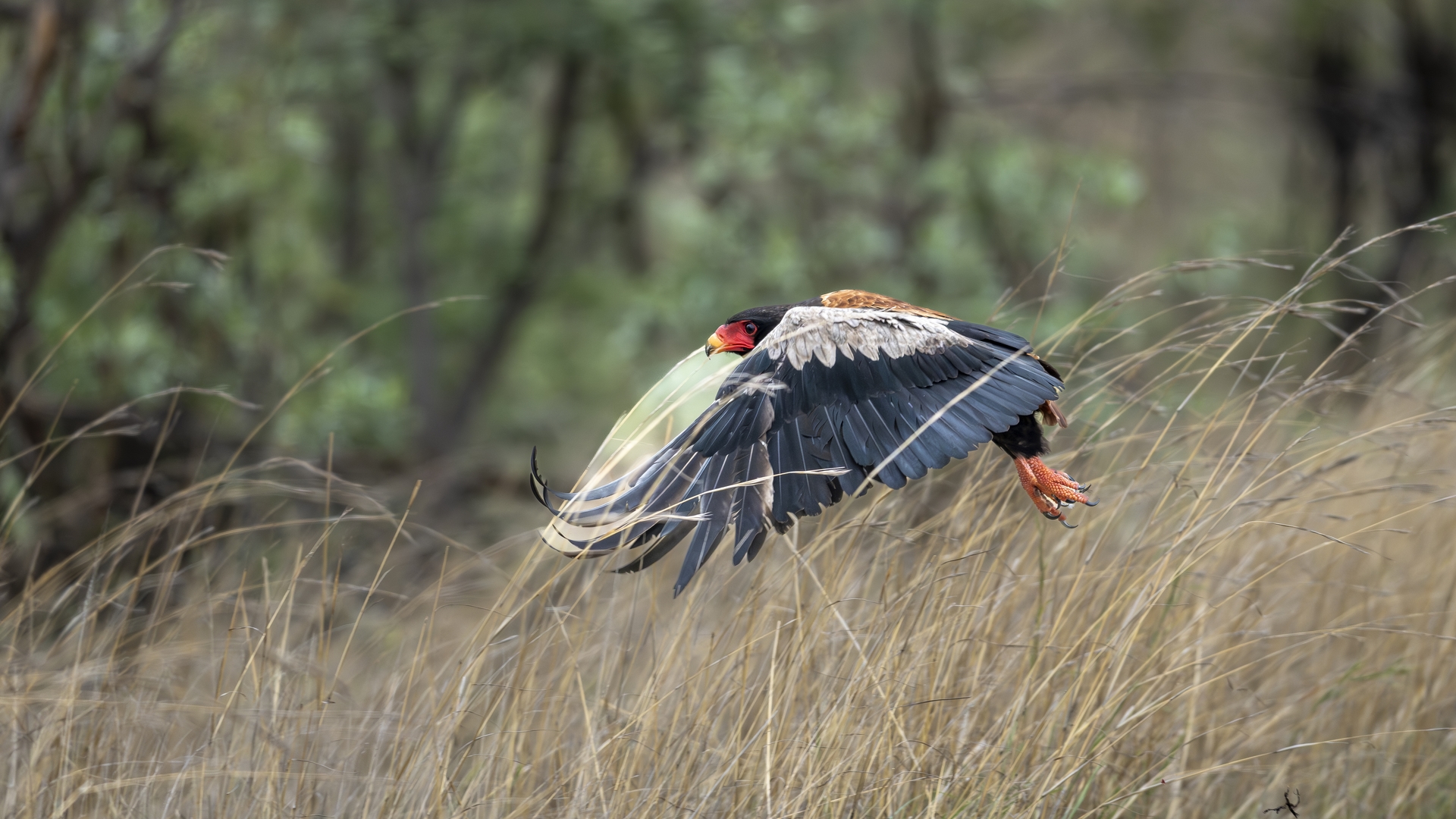 Kruger25 2025 10 30 11 17 39 ILCE 1M2 603